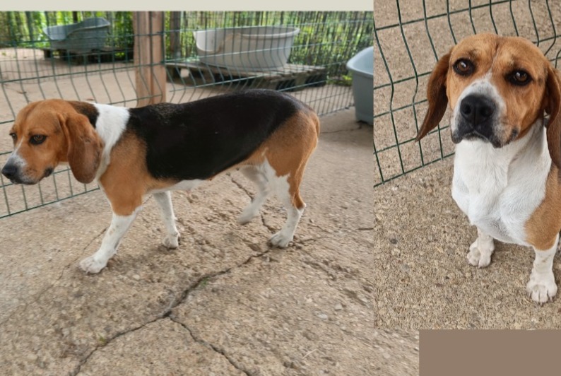 Fundmeldung Hund  Weiblich Méral Frankreich