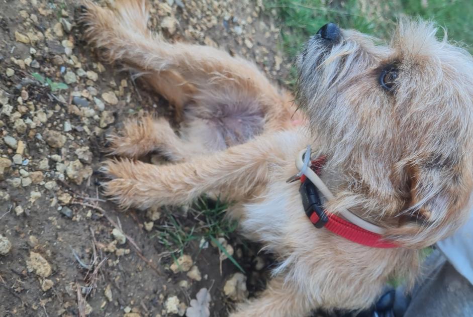 Fundmeldung Hund rassenmischung Unbekannt Artignosc-sur-Verdon Frankreich