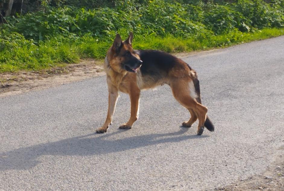 Fundmeldung Hund  Unbekannt Sainte-Cécile Frankreich