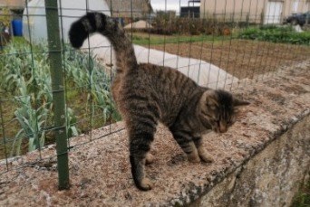 Fundmeldung Katze Unbekannt Villemaury Frankreich