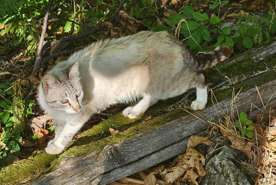 Fundmeldung Katze Weiblich Le Pompidou Frankreich