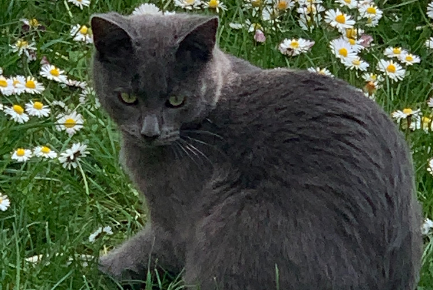 Vermisstmeldung Katze  Männliche , 3 jahre Le Perrier Frankreich