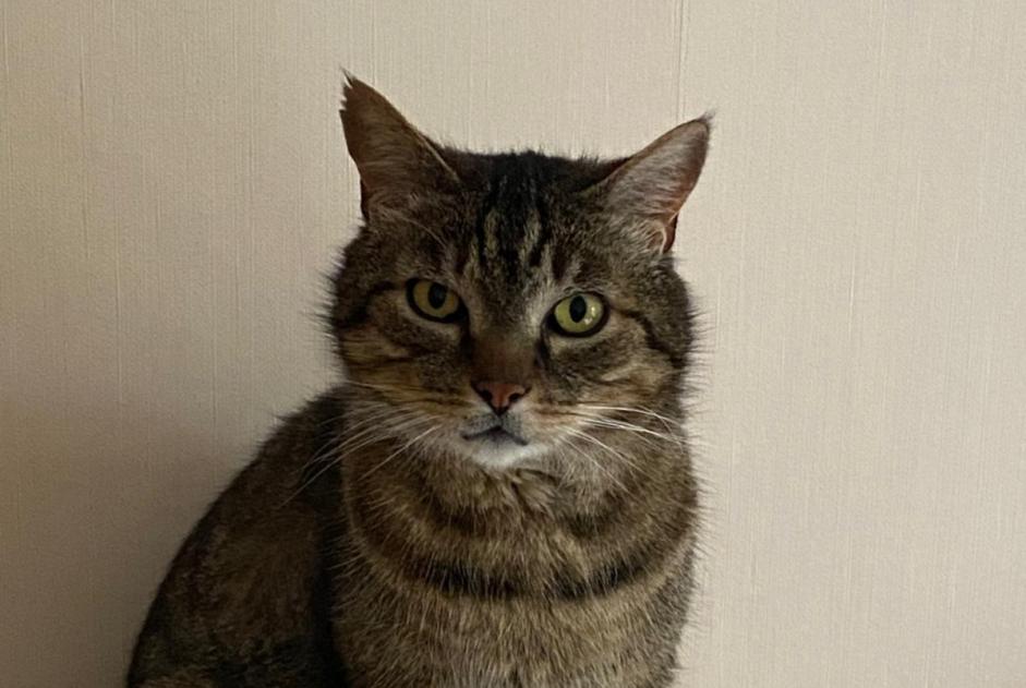 Disappearance alert Cat miscegenation Male , 9 years Vandoncourt France