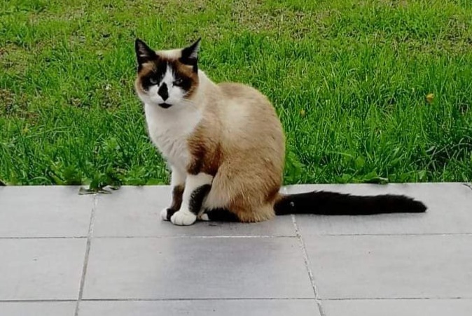 Alerta de Desaparición Gato cruce Hembra , 7 años Damgan Francia