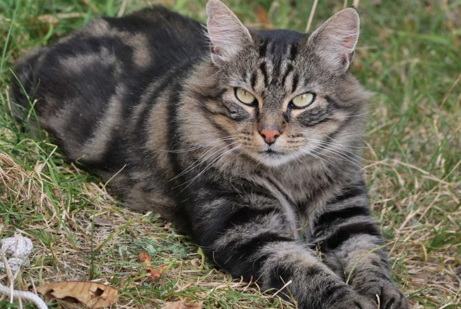 Alerta de Hallazgo Gato cruce Hembra Gigors-et-Lozeron Francia