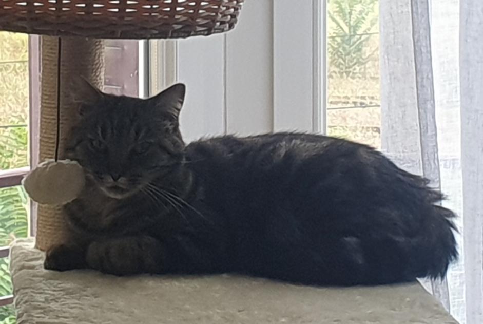 Alerte Disparition Chat  Mâle , 5 ans Montluçon France