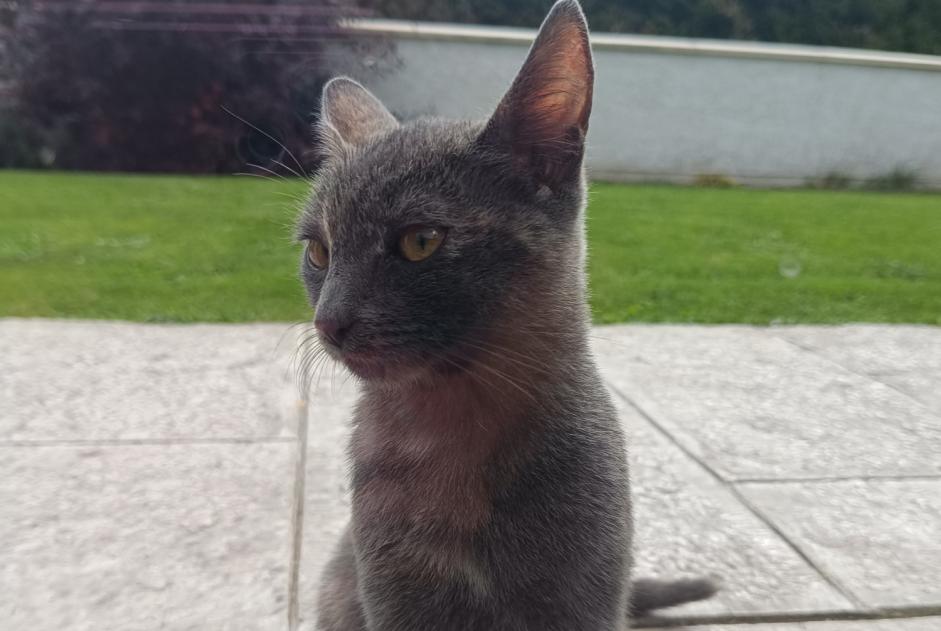 Alerte Découverte Chat Inconnu Saint-Antoine France