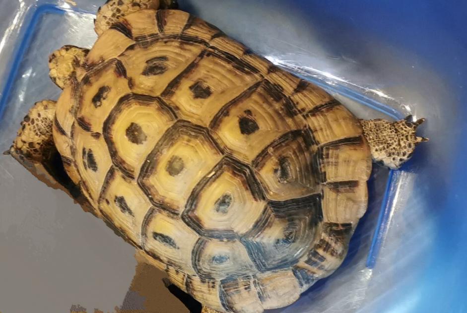 Alerte Disparition Tortue Mâle , 2024 ans Amboise France