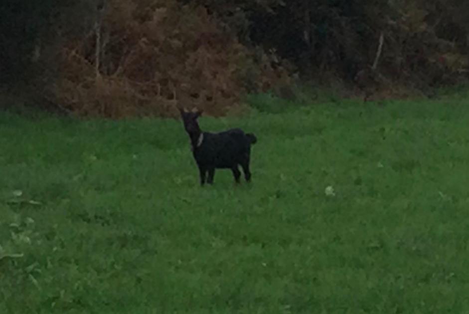 Avviso Ritrovamento Capra Femmina Vire-Normandie Francia