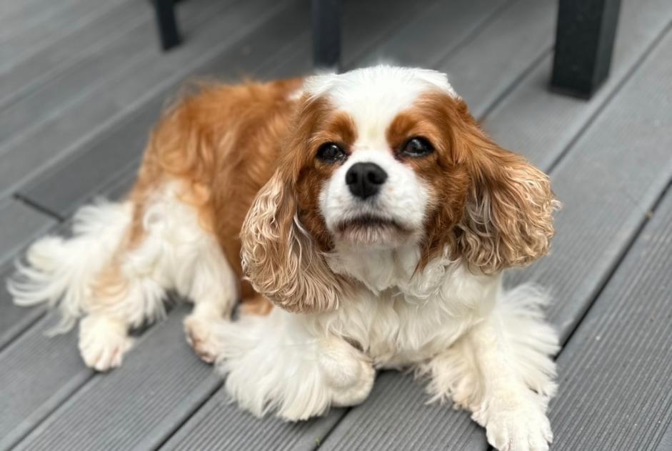 Vermësstemeldung Hond  Weiblech , 8 joer Cloyes-les-Trois-Rivières France