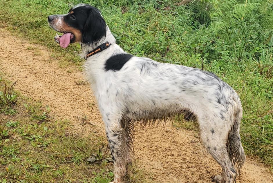 Vermësstemeldung Hond  Männlech , 2 joer Arcisses France