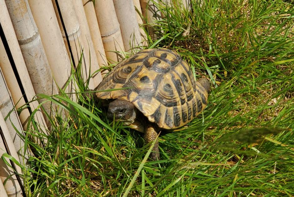 Vermësstemeldung Schildkröt Männlech , 2024 joer Le Poiré-sur-Vie France