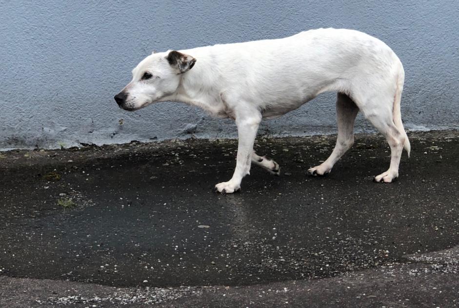 Ontdekkingsalarm Hond Onbekend Nogent-le-Rotrou Frankrijk