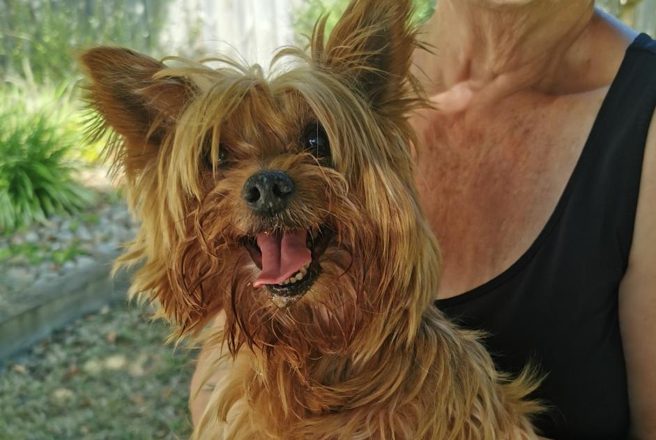 Ontdekkingsalarm Hond  Mannetje Broue Frankrijk