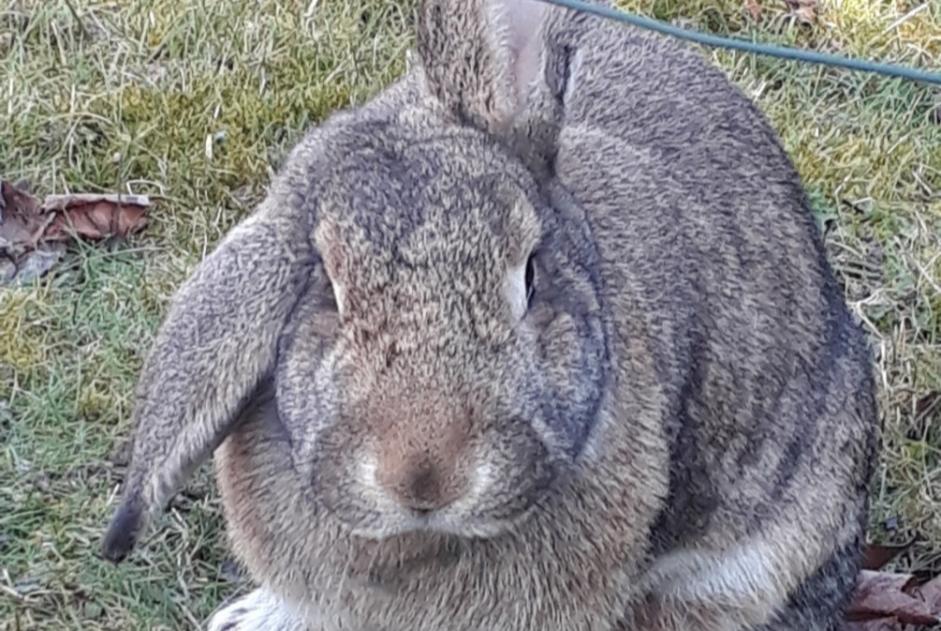 Alerta desaparecimento Coelho Fêmea , 2024 anos Champhol France