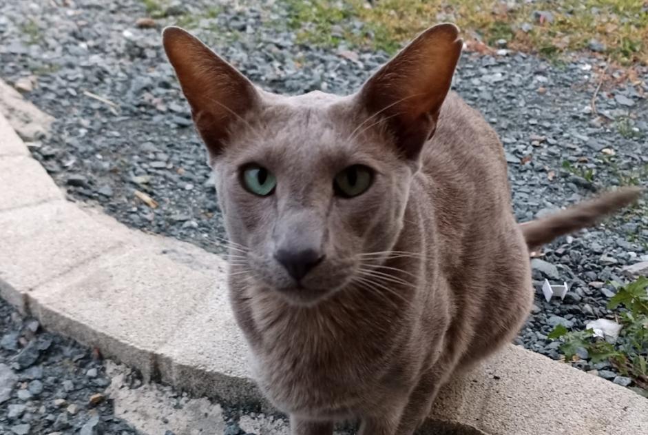 Alerta desaparecimento Gato  Macho , 5 anos Saint-Pierre-du-Chemin France